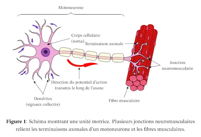 Motoneurone